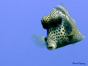 An other mask (after the white one) :-) by Raoul Caprez 